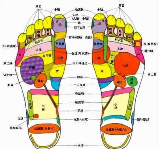 脚部反射区图解 技师必备！足底反射区口诀（足部高清穴位图）