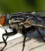 灭蝇 史上最全的灭蝇方法，再也不担心家里有苍蝇了！