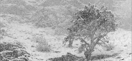 新疆伊犁暴雪 伊犁州发布暴雪预警!最强降雪来袭，席卷全疆!伊犁大雪+零下15℃！