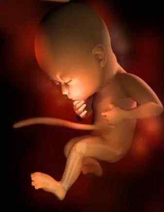胎儿成长过程图 怀孕1-40周完整详细的胎儿发育过程图（彩色3D图）