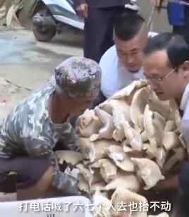 云南村民捡到312斤巨型野生菌 究竟发生了什么?