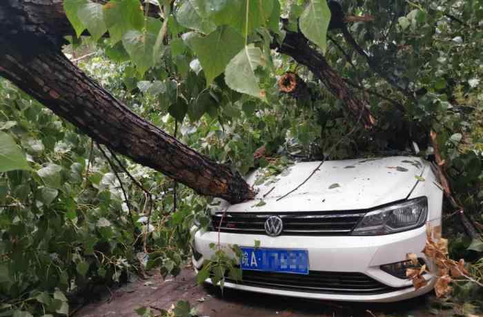 北京雨后大树倾倒 砸损七辆轿车 真相原来是这样！