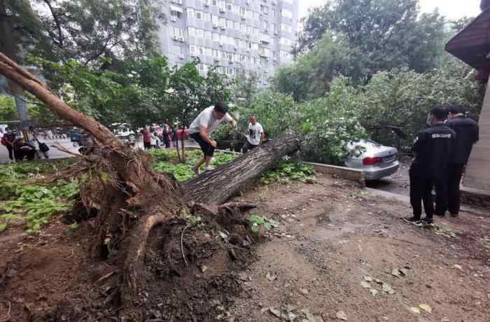 北京雨后大树倾倒 砸损七辆轿车 真相原来是这样！