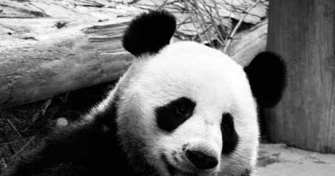 19岁旅泰大熊猫创创离世 大熊猫的死因是什么？