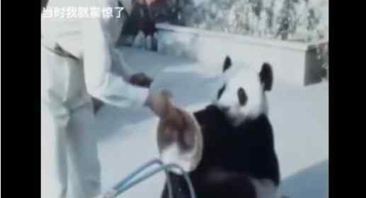 70年代的大熊猫街头杂耍 还原事发经过及背后原因！