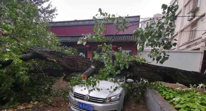 北京雨后大树倾倒 砸损七辆轿车 真相原来是这样！