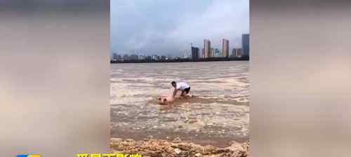 猪坚强洪水中漂流60里获救 事件详情始末介绍！
