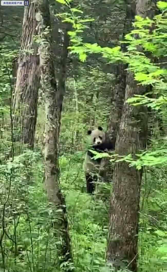 秦岭主峰5年来首现野生大熊猫 过程真相详细揭秘！