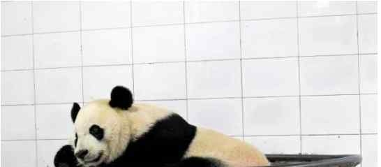 大熊猫贝贝回国 回到大熊猫保护研究中心