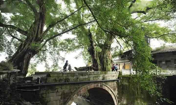重庆400年老树穿楼生长 到底是什么状况？