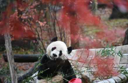旅美大熊猫“贝贝”回国 将乘专机听音乐吃零食
