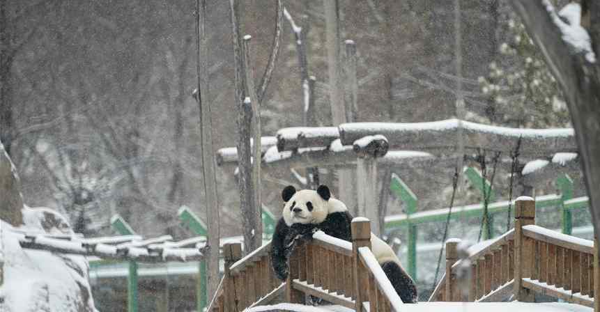 大熊猫瘫坐享受雪景 可爱极了