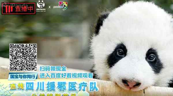 直播:新生熊猫宝宝齐亮相 对此大家怎么看？