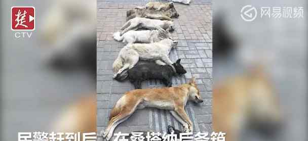 餐馆老板猎杀8条土狗 狗主人开车将其撞停在路边