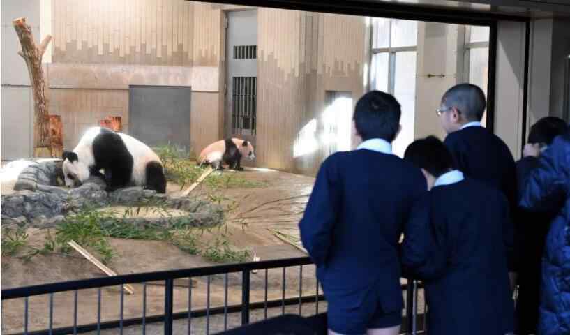 东京熊猫加班见客 每天工作时间从2小时延长至7小时