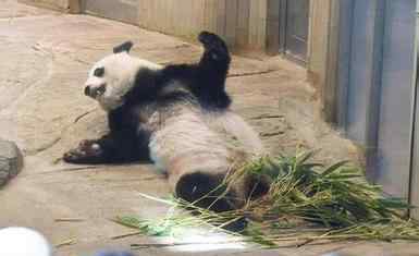 熊猫真真再次产崽 目前还不确定幼崽性别