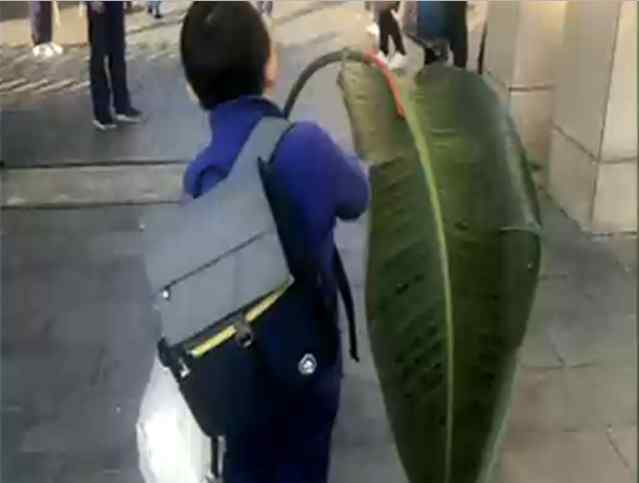 老师要求树叶上写拼音 小朋友扛着一片芭蕉叶来交作业