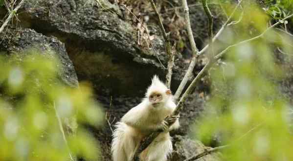 广西现白化黑叶猴 为国家一级保护动物