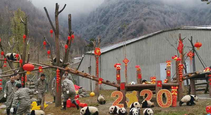 熊猫宝宝贺新春 对此大家怎么看？