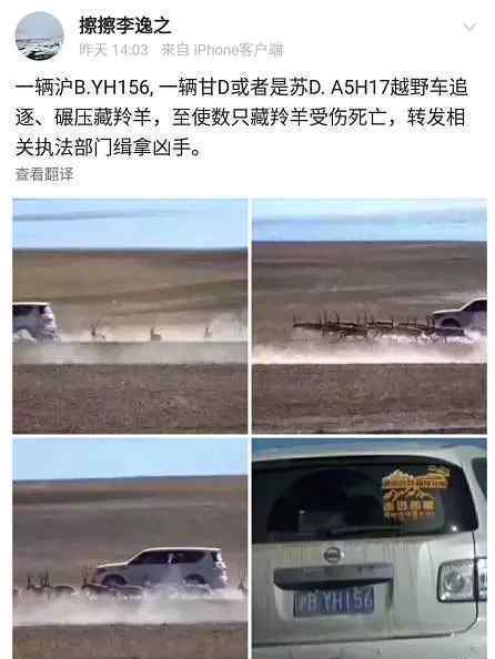 越野车追逐藏羚羊 警方正对7人进行调查审理