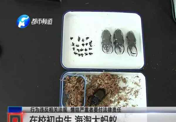 简直了！初中生淘巨型蚂蚁当宠物