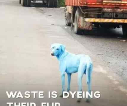 印度污染现蓝色狗 这个地方的动物都在饱受痛苦！