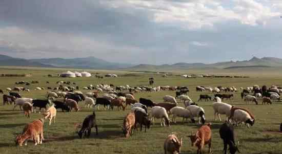 蒙古国赠送的羊什么时候来 这意味着什么?
