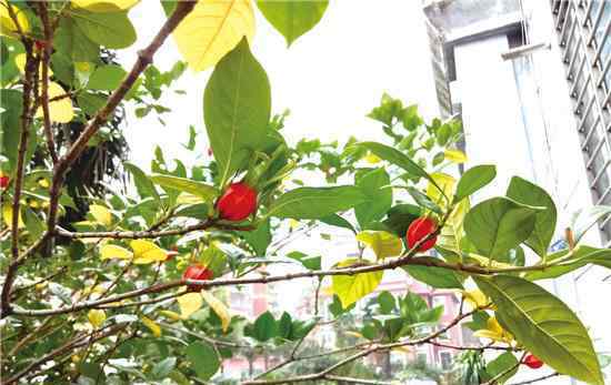 小区栀子花树结红果 绿色的树叶衬托出红色的果实煞是好看！
