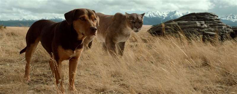 一只狗救了一只美洲豹是什么电影
