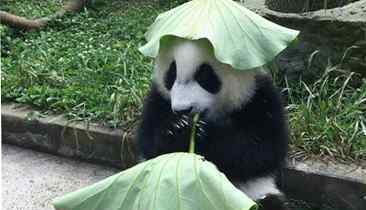 大熊猫戴绿帽子 露出毛茸茸的耳朵显得十分乖巧