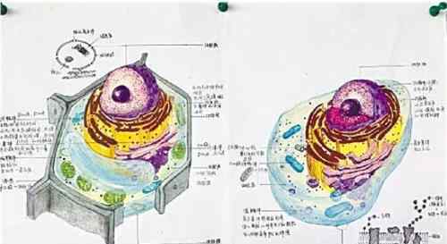 高中生手绘细胞 对比原图简直“以假乱真”