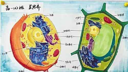 高中生手绘细胞 对比原图简直“以假乱真”