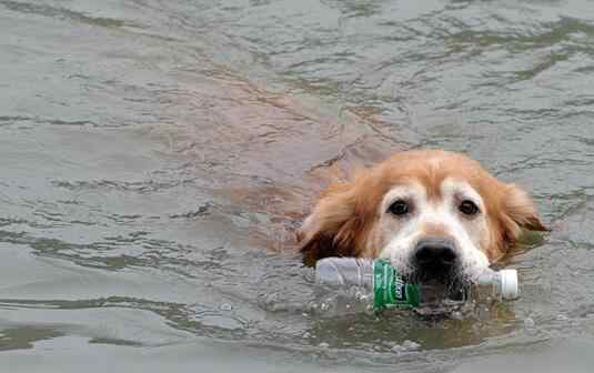 环保狗河里捡瓶子 一边游泳一边捡瓶子