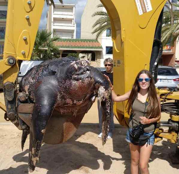 海龟误食塑料死亡 重700公斤长两米