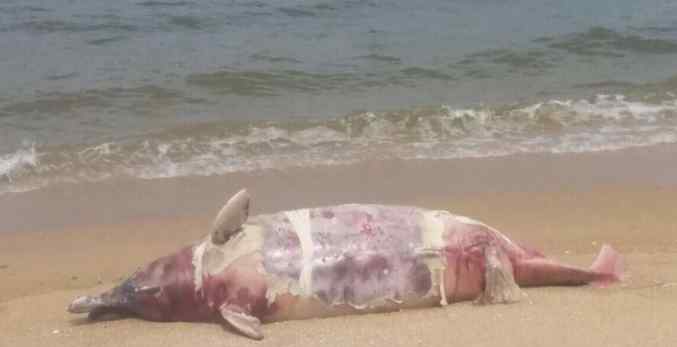 香港海滩现海豚尸体 身体已达第4级严重腐烂程度