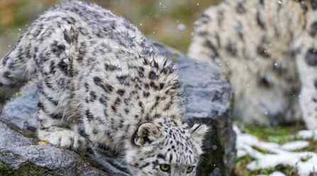 青海首次发现雪豹 分别命名“索索”和“玛玛”