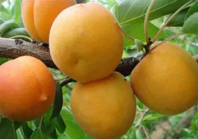 杏树 杏树全年管理介绍！