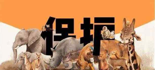 深圳立法禁食猫狗 过程真相详细揭秘！