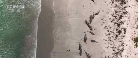 新西兰近百头鲸集体搁浅海滩死亡 究竟发生了什么?