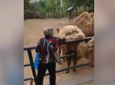 老太太逛动物园薅骆驼毛 骆驼被薅得挺难受
