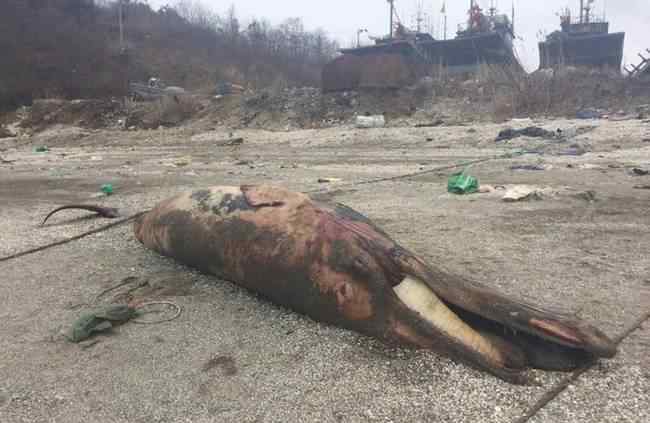辽宁鲸鱼搁浅死亡 7米长鲸鱼死在造船厂海边