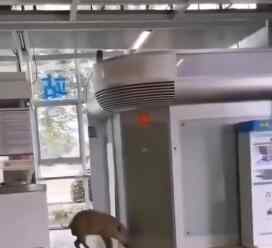 野猪误入南京地铁 目前是什么情况？