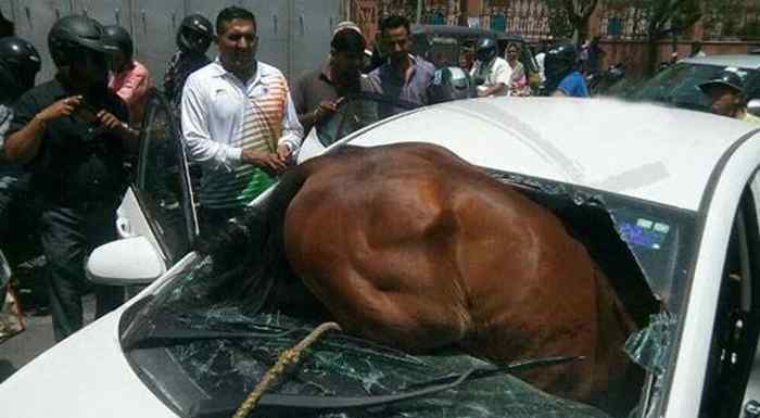 印度一匹马脱缰撞进汽车里 网友：估计是“晒傻了”