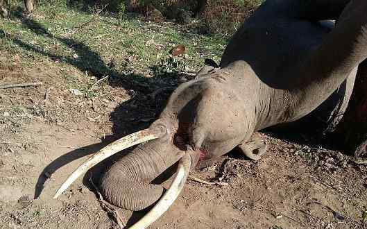 大象被卡树干身亡 在试图摘取水果时发生意外