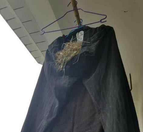 鸟在衣服里筑巢下蛋 网友：挂着的衣服经常调整一下位置就好
