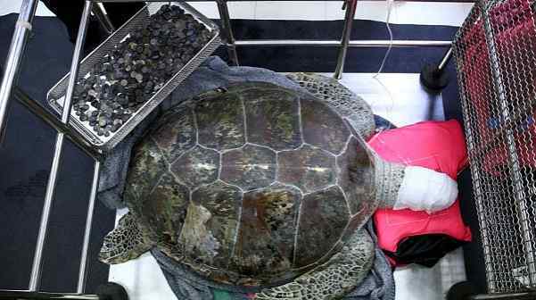泰国海龟吞食915枚硬币撑破龟壳 还能存活吗？