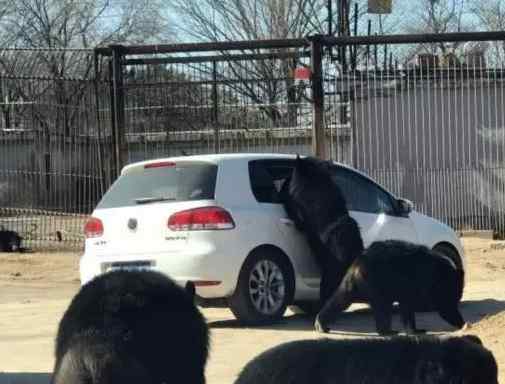 游览轿车遭黑熊围堵 因车内的儿童不慎将车窗打开