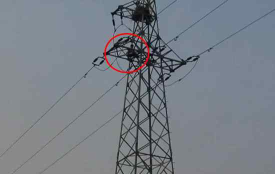 男孩爬高压线掏鸟 不慎被电伤被困在约30米高的地方