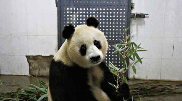 成都34岁大熊猫苏苏因病抢救无效死亡 相当于人类百岁老人