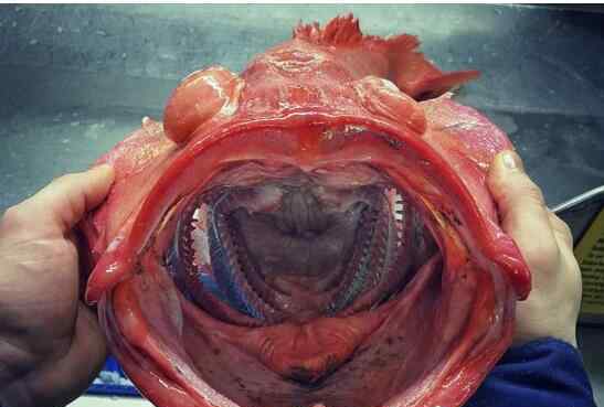 最奇异鱼类真容 丑陋得像怪物